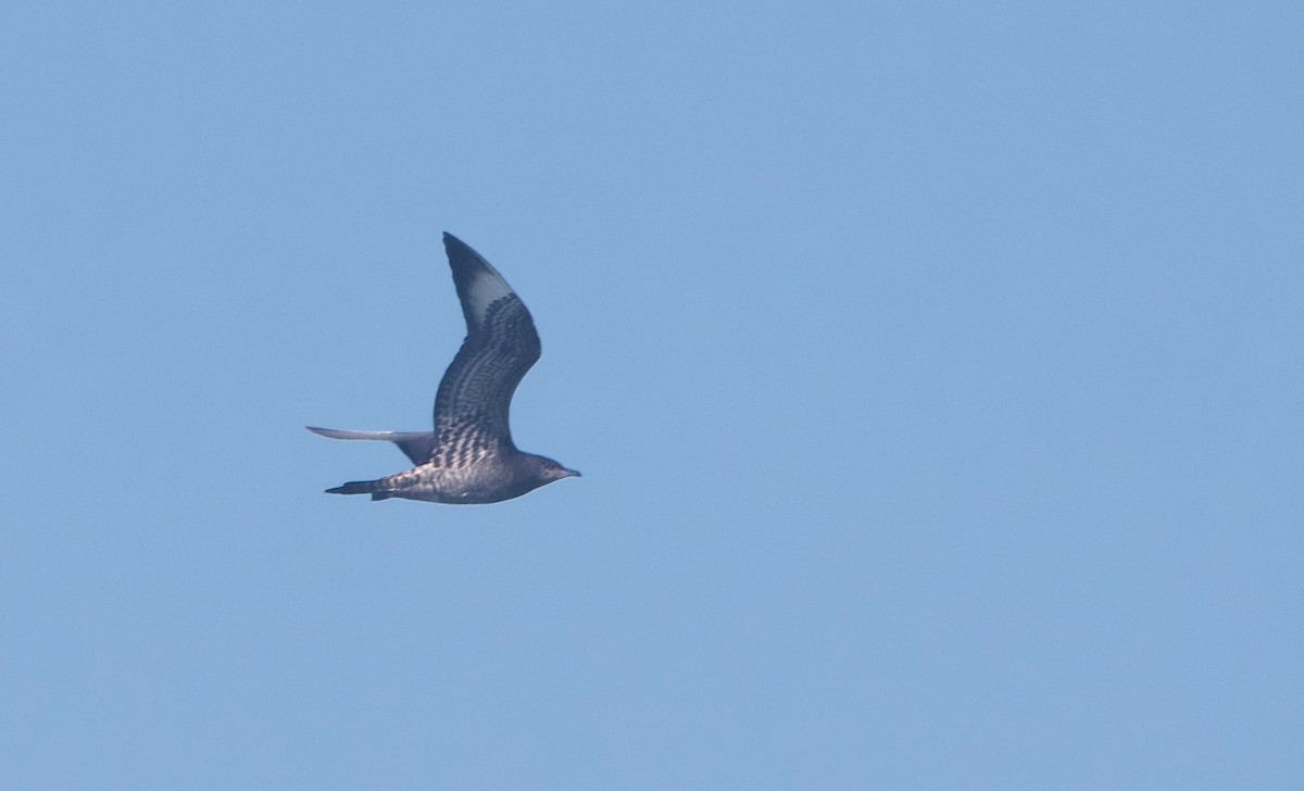 Parasitic Jaeger - ML370951641
