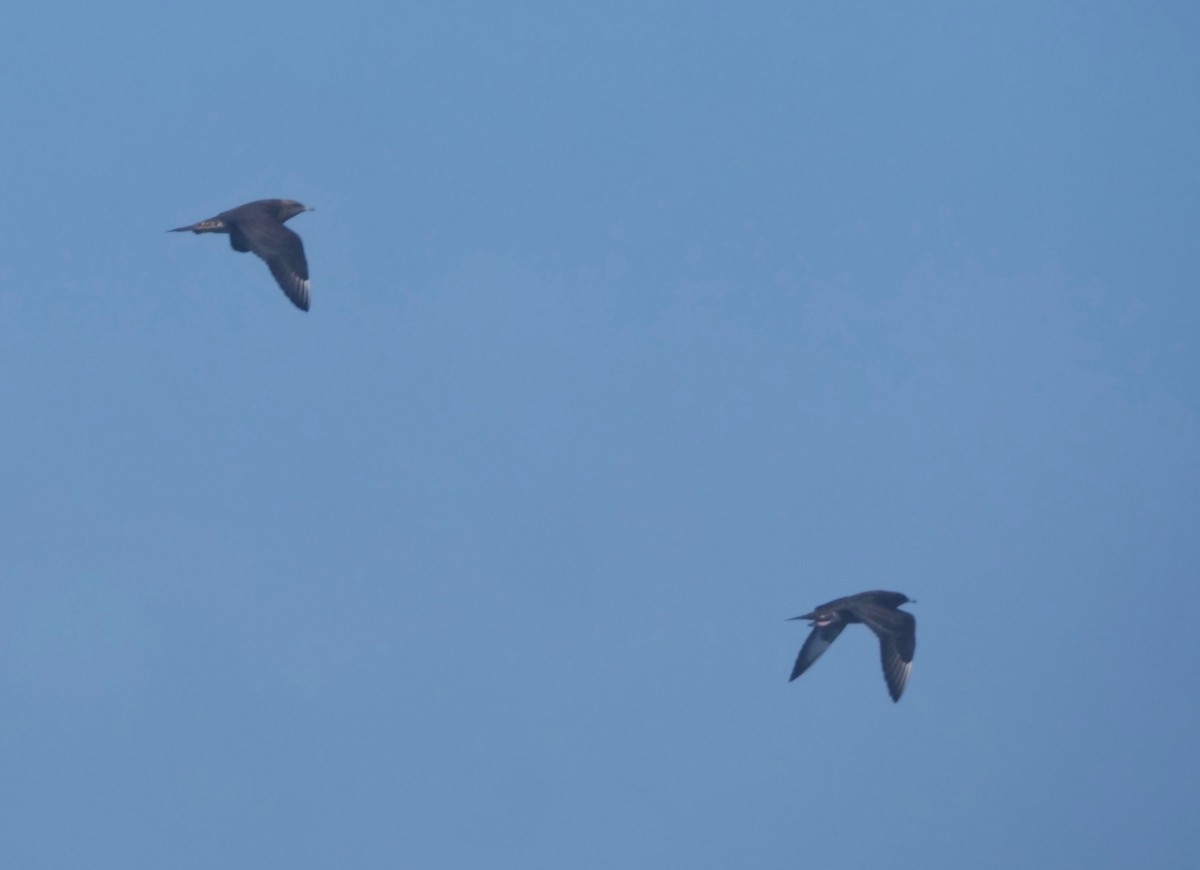 Parasitic Jaeger - ML370951651