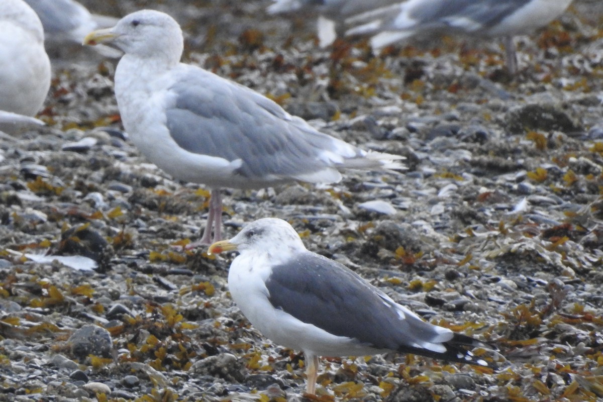 Gaviota Sombría - ML370952451