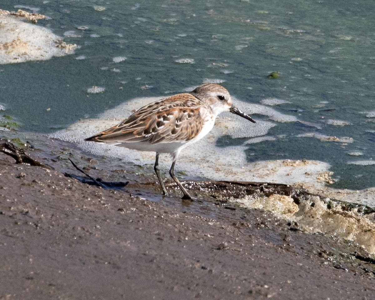 Western Sandpiper - Don Marsh