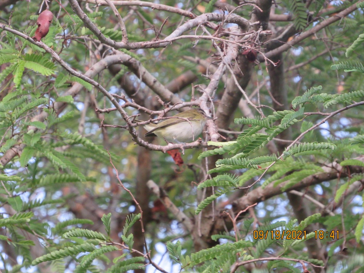 Red-eyed Vireo - Vivian F. Moultrie