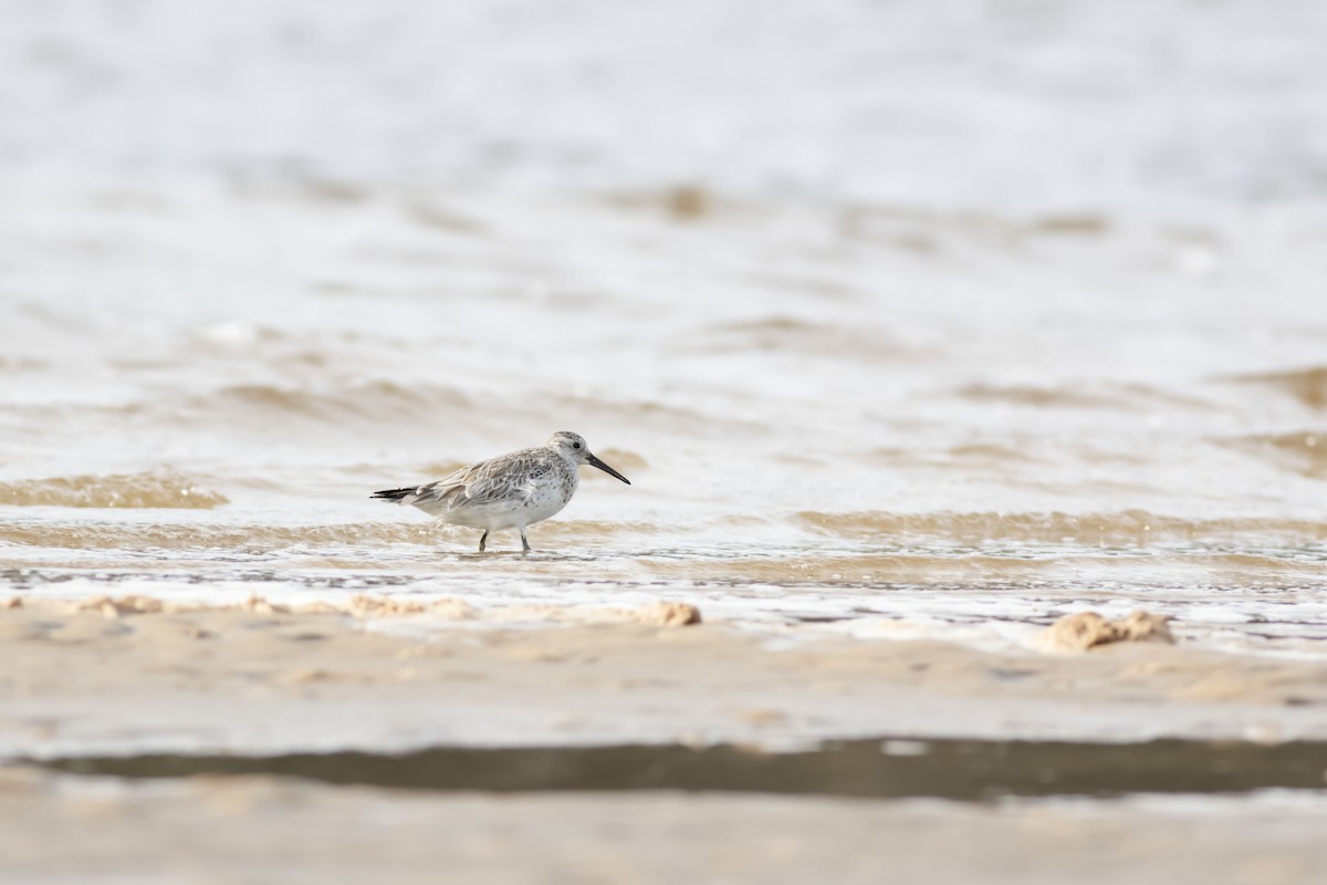 Great Knot - ML370959501
