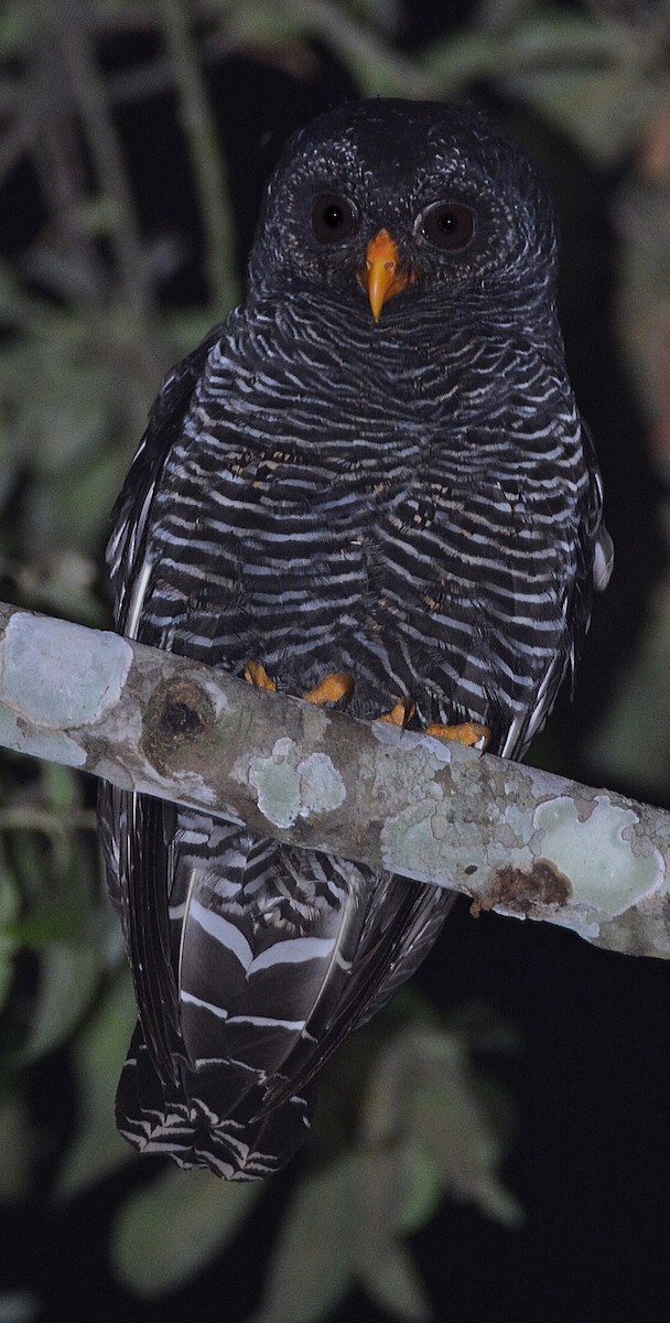 Black-banded Owl - ML370960081