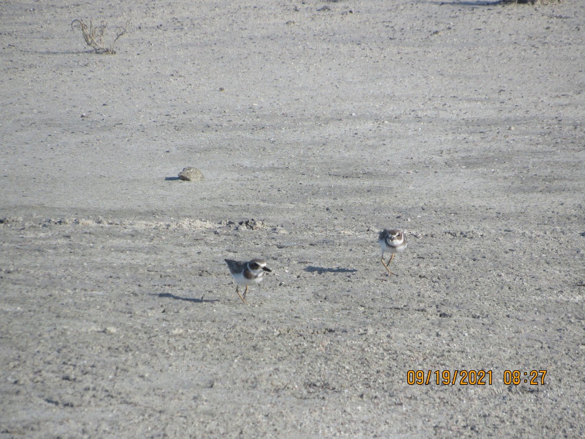 Wilson's Plover - ML370960651