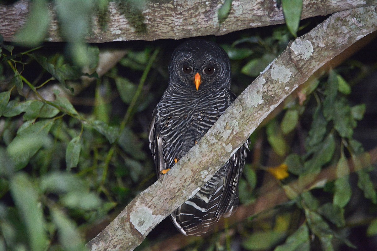 Black-banded Owl - ML370960781