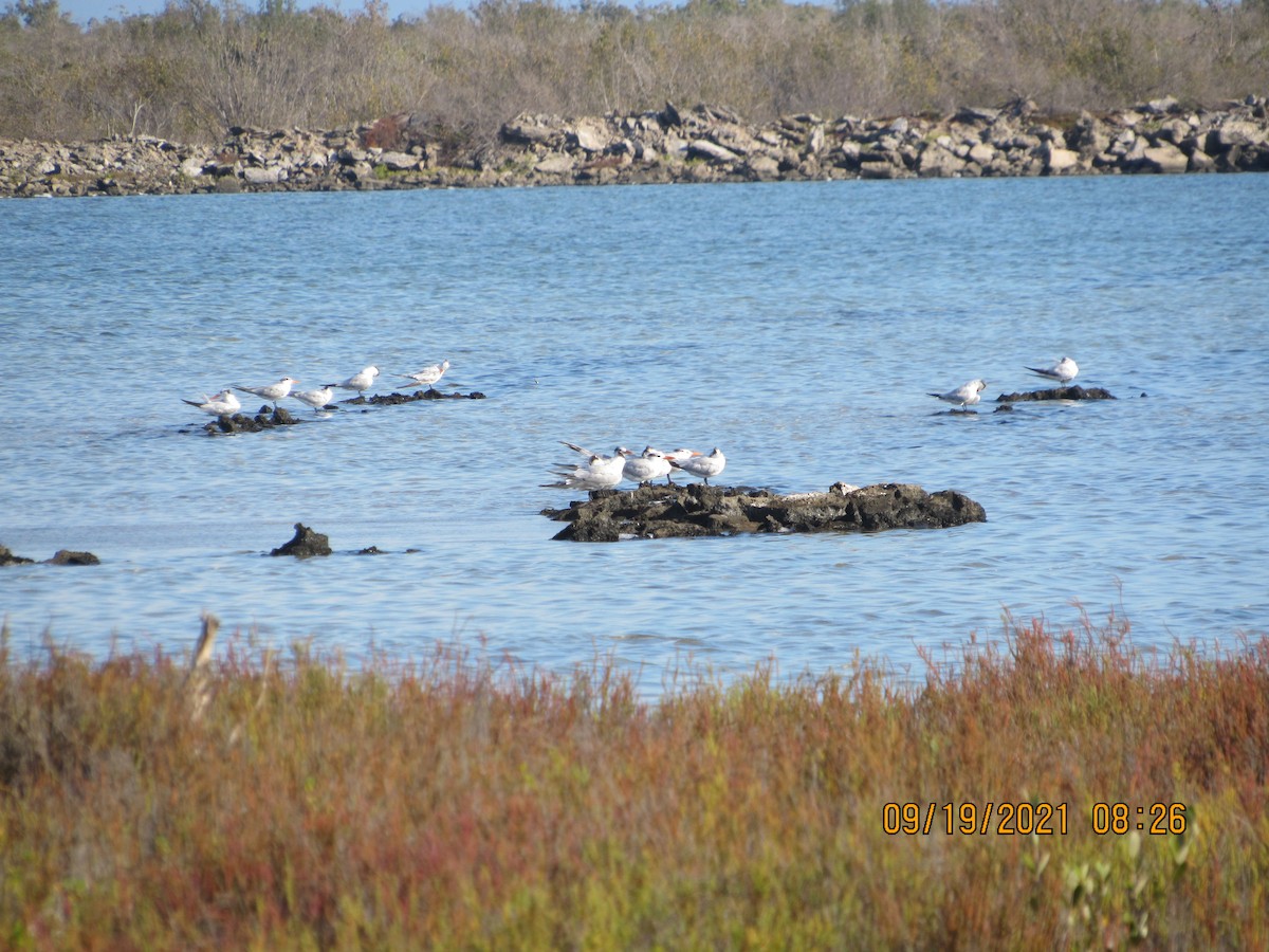 Royal Tern - ML370961201