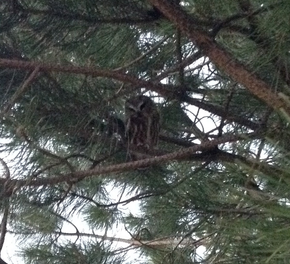 Northern Saw-whet Owl - ML37096121