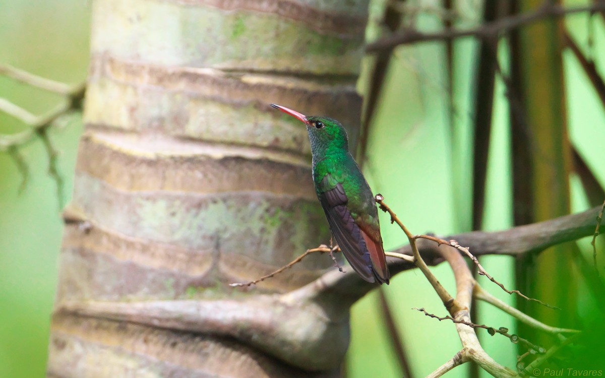 Rufous-tailed Hummingbird - ML37096191