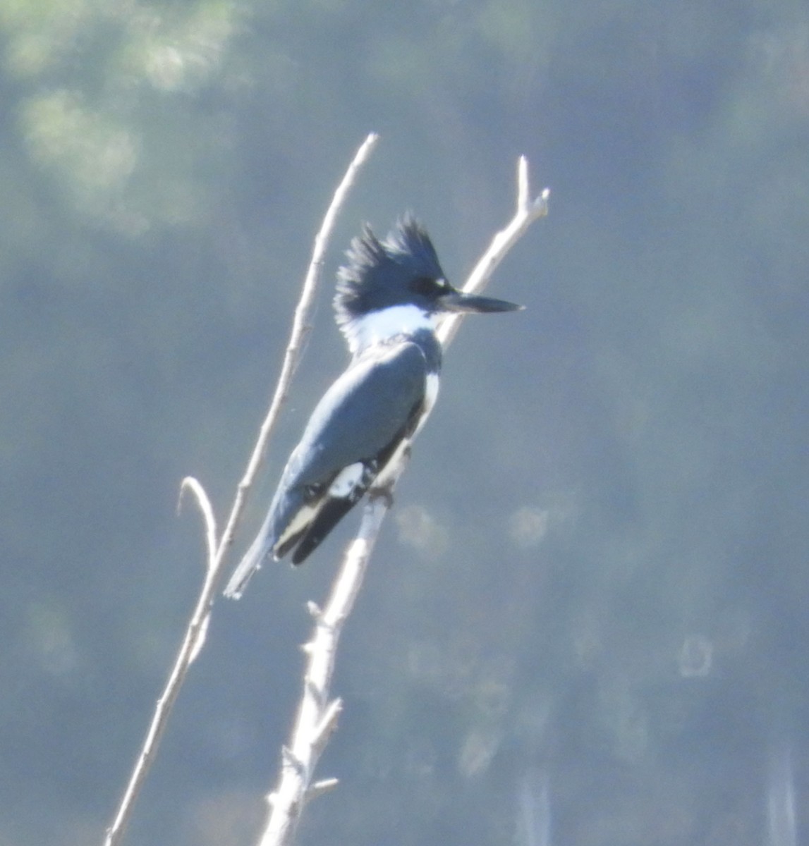 Belted Kingfisher - ML370961981