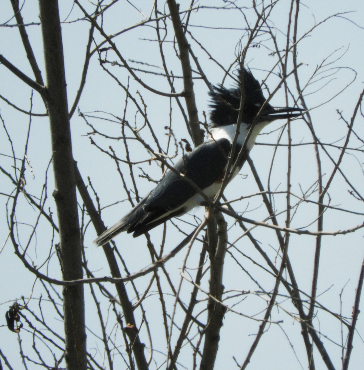Belted Kingfisher - ML370962001