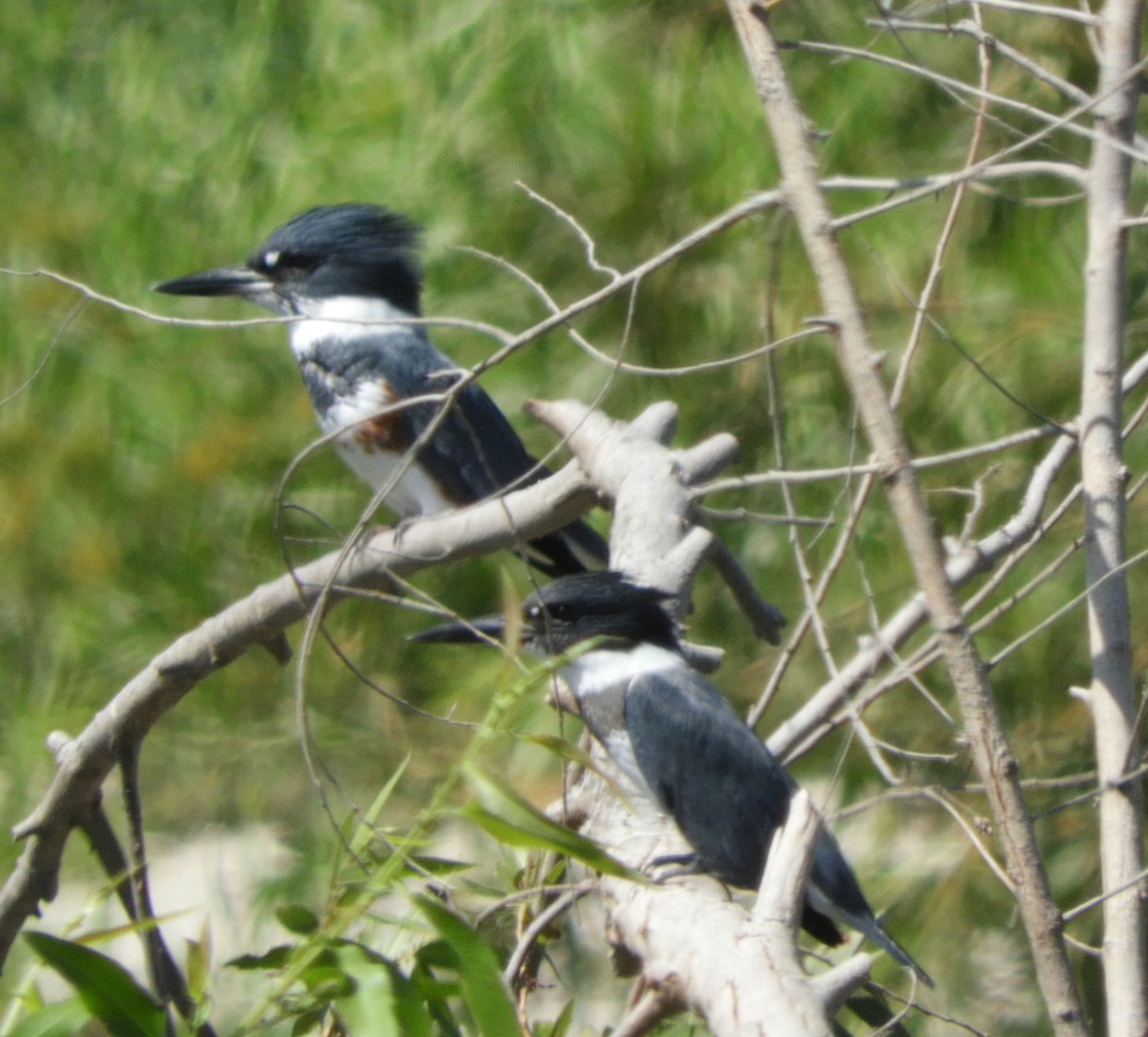 Belted Kingfisher - ML370962021