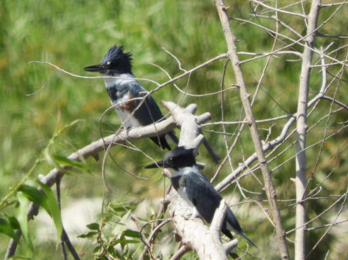 Belted Kingfisher - ML370962091