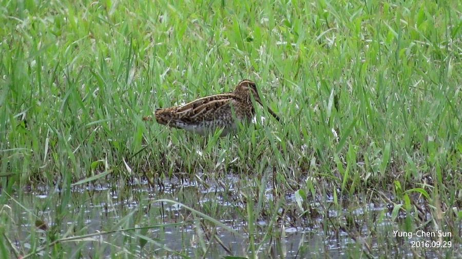 Common Snipe - ML37096281