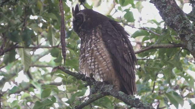 Hibou maître-bois - ML370963321