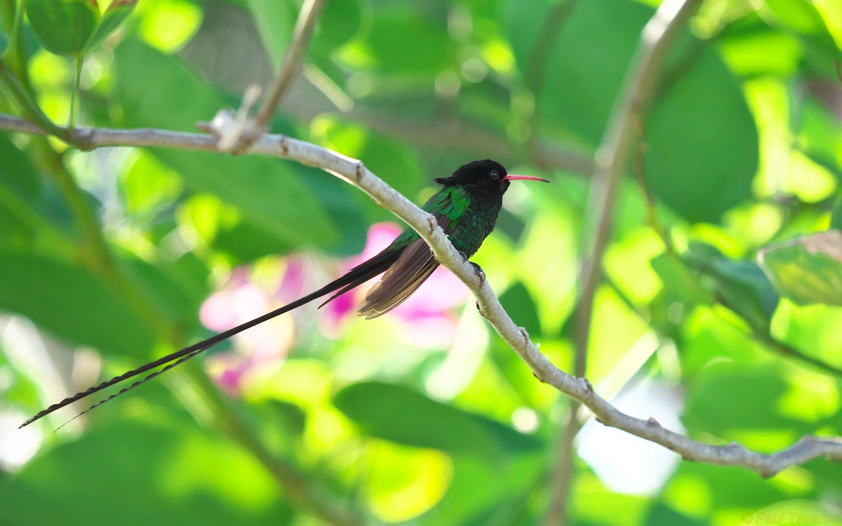 kolibřík červenozobý - ML37096411