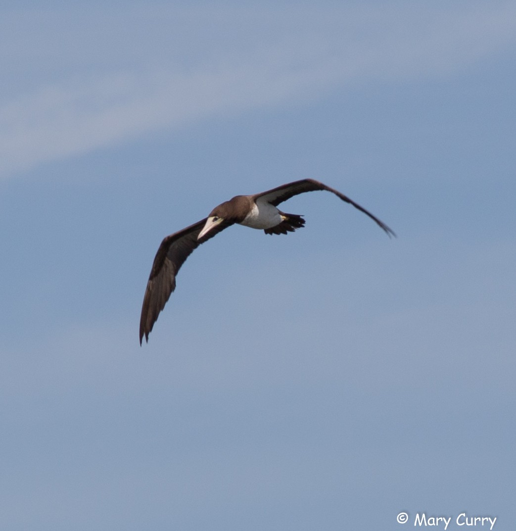 Brown Booby - ML37096511