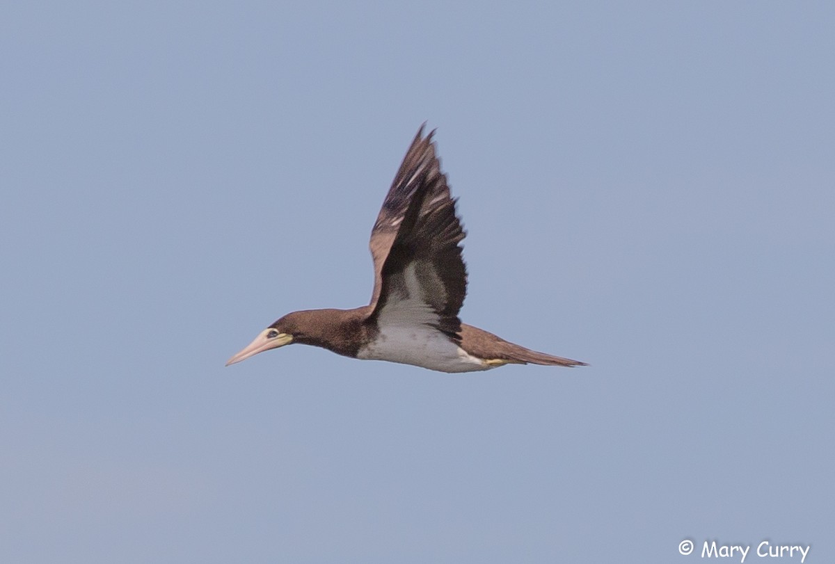 Brown Booby - ML37096521