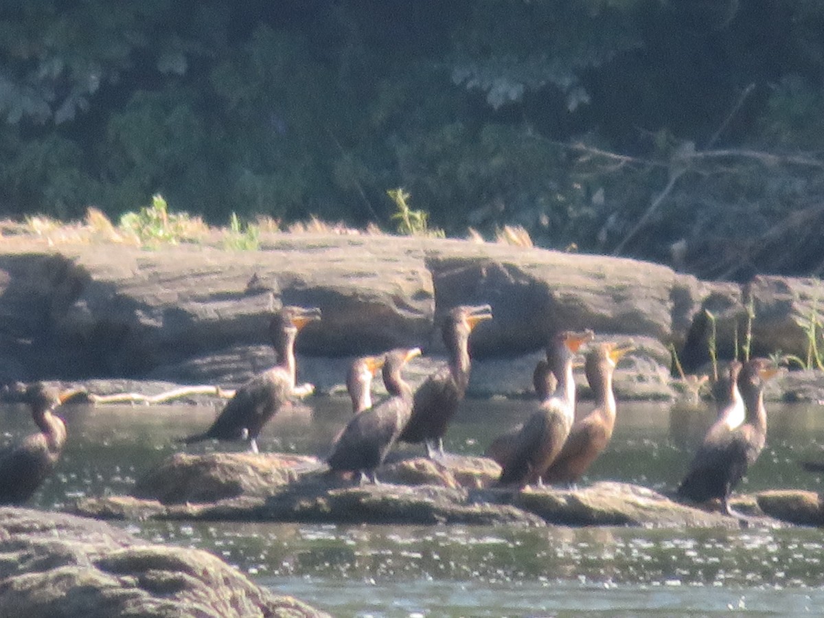 Double-crested Cormorant - ML370966121