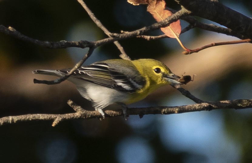 Yellow-throated Vireo - ML370966901