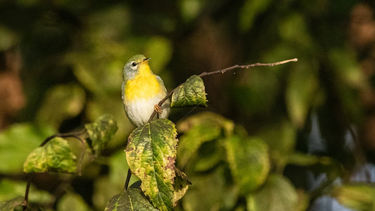 Northern Parula - Darren Hsu