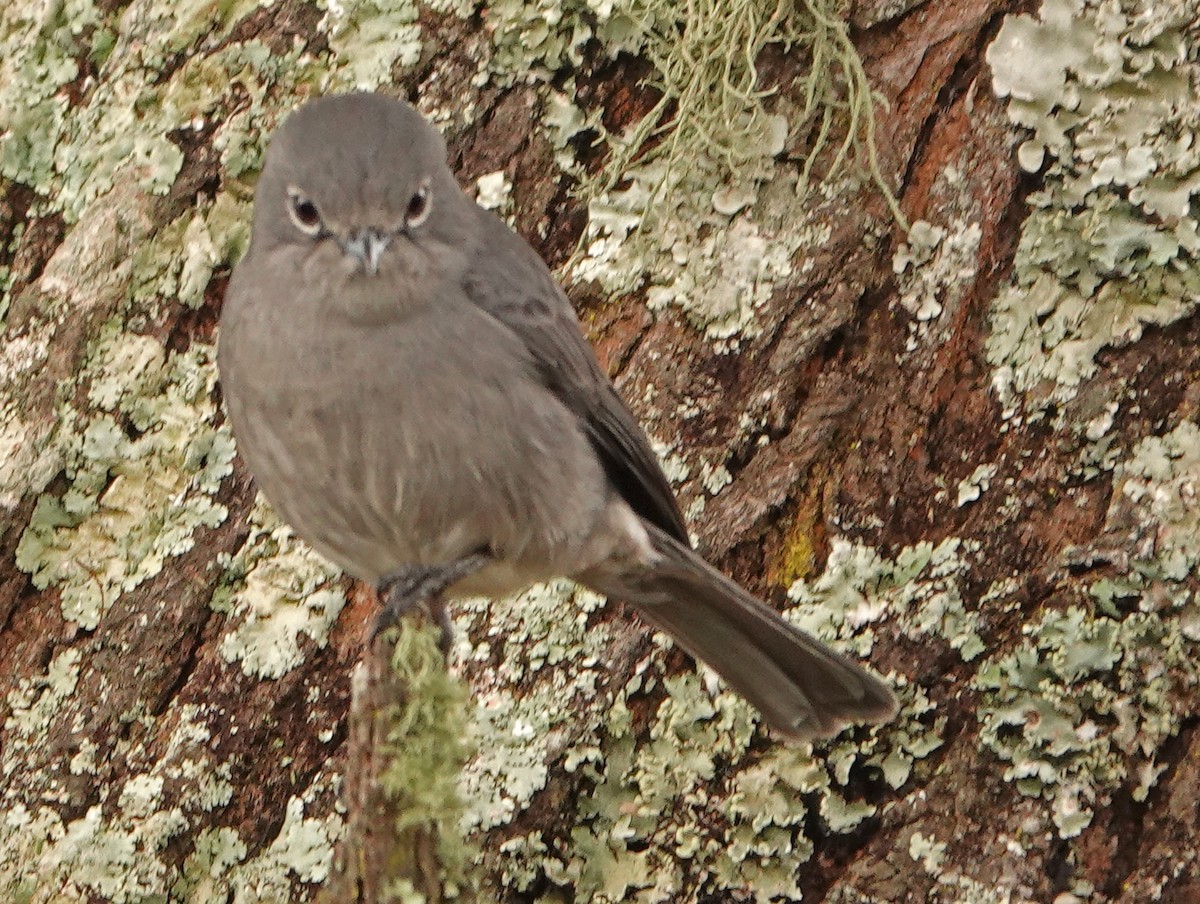 White-eyed Slaty-Flycatcher - ML370967781