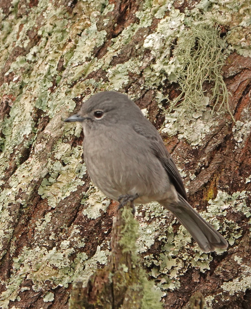 White-eyed Slaty-Flycatcher - ML370967901