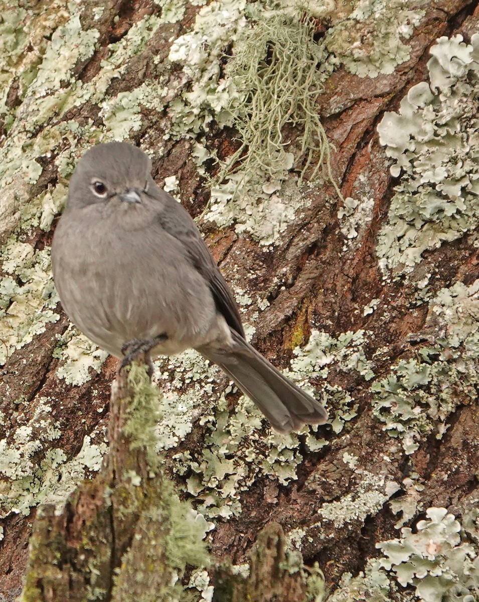 White-eyed Slaty-Flycatcher - ML370967931