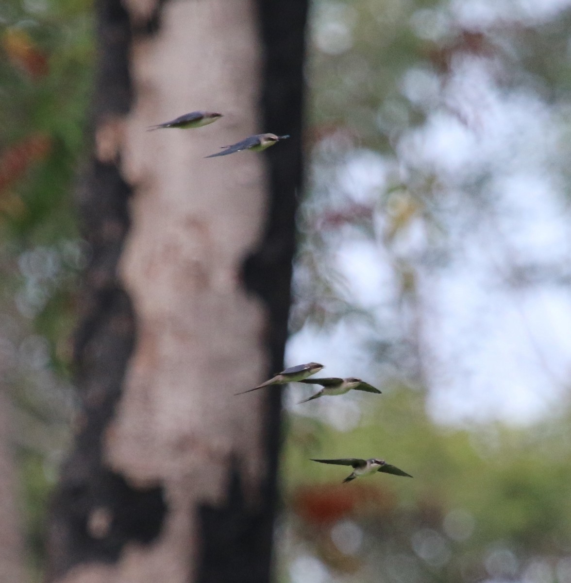 Gray-rumped Swallow - ML37096841