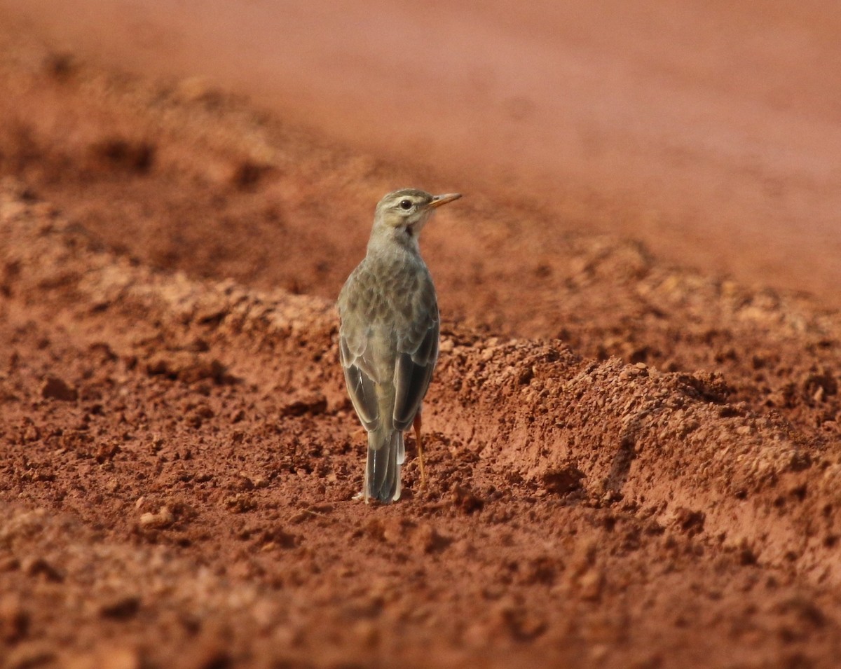 Long-legged Pipit - ML37096861