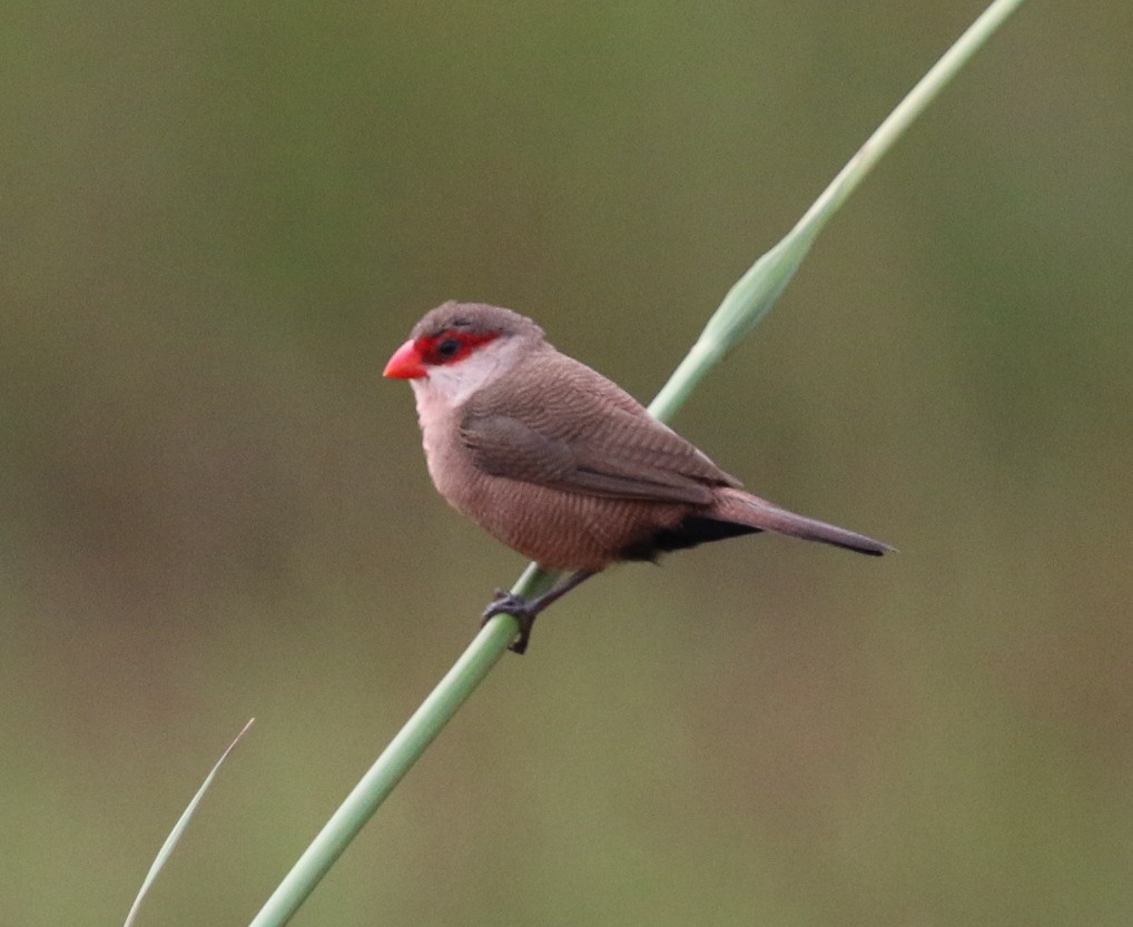 Common Waxbill - ML37096911