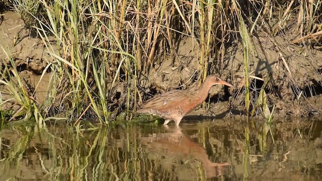 Ridgway's Rail (Light-footed) - ML370969591