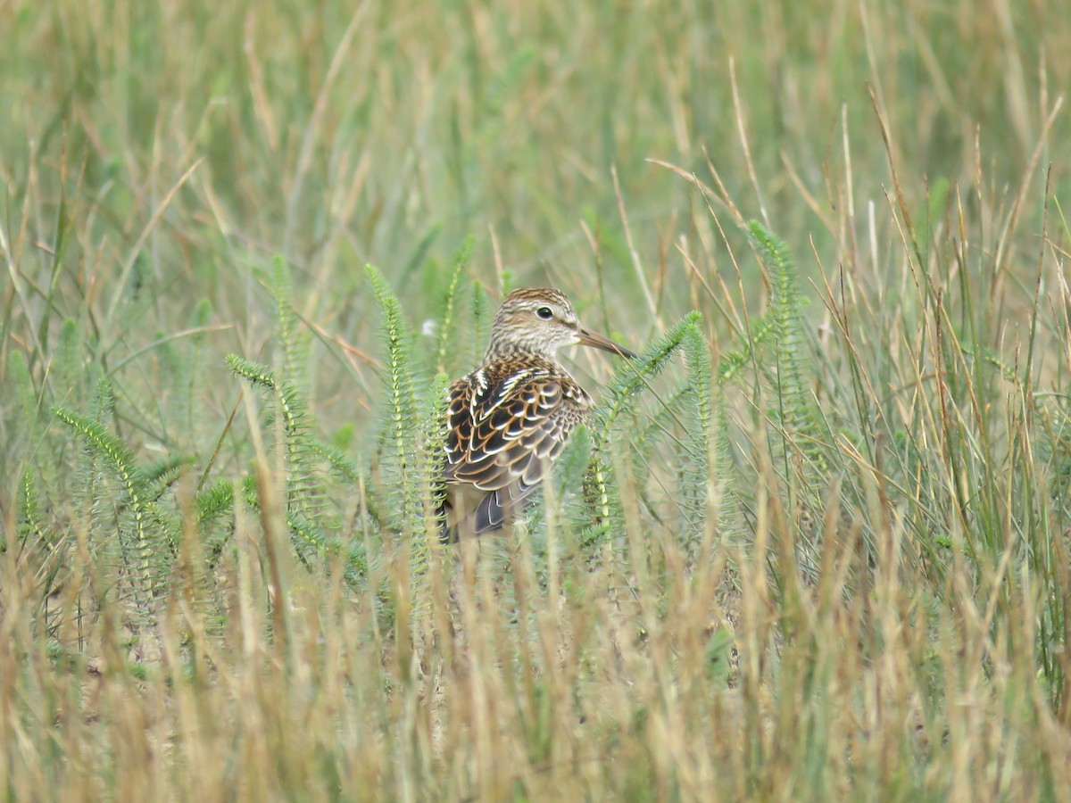 Pectoral Sandpiper - ML370969621