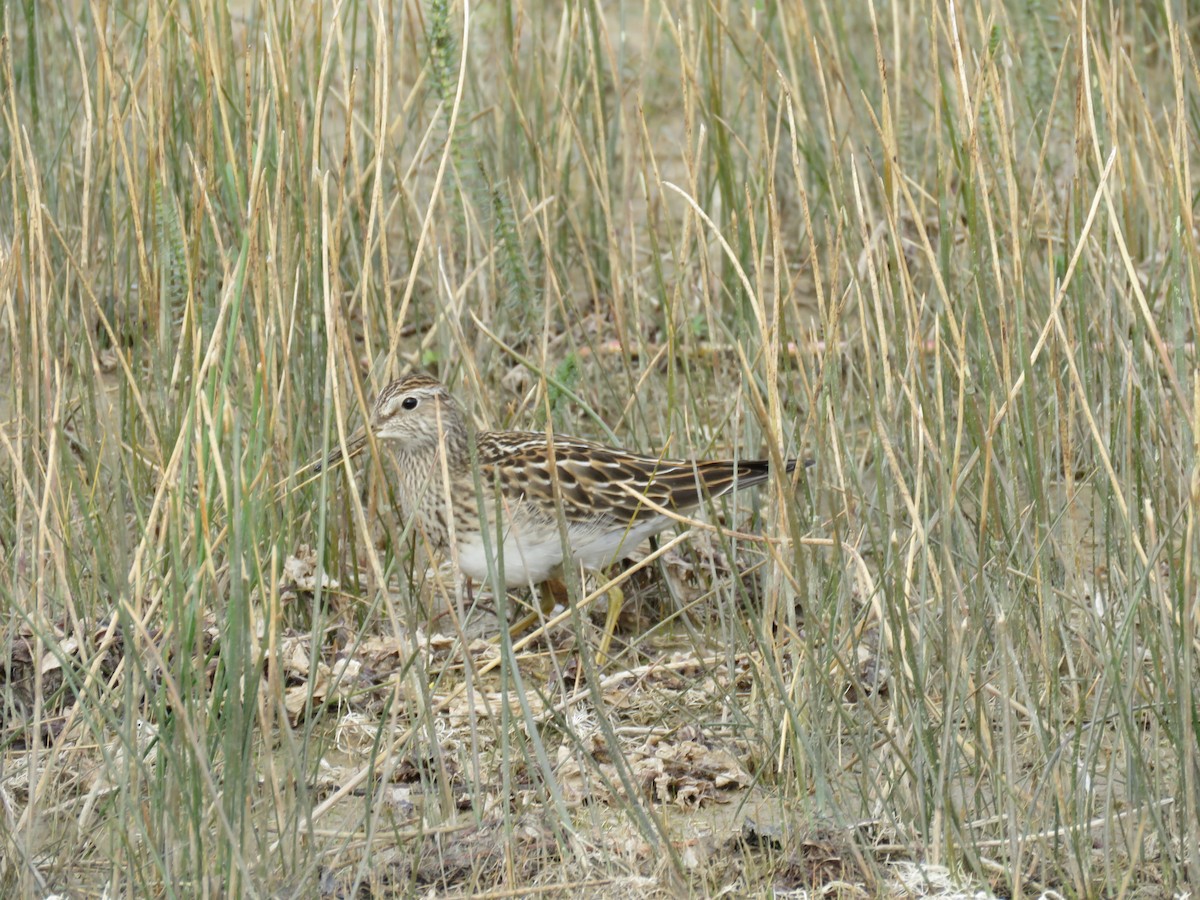 Pectoral Sandpiper - ML370969631