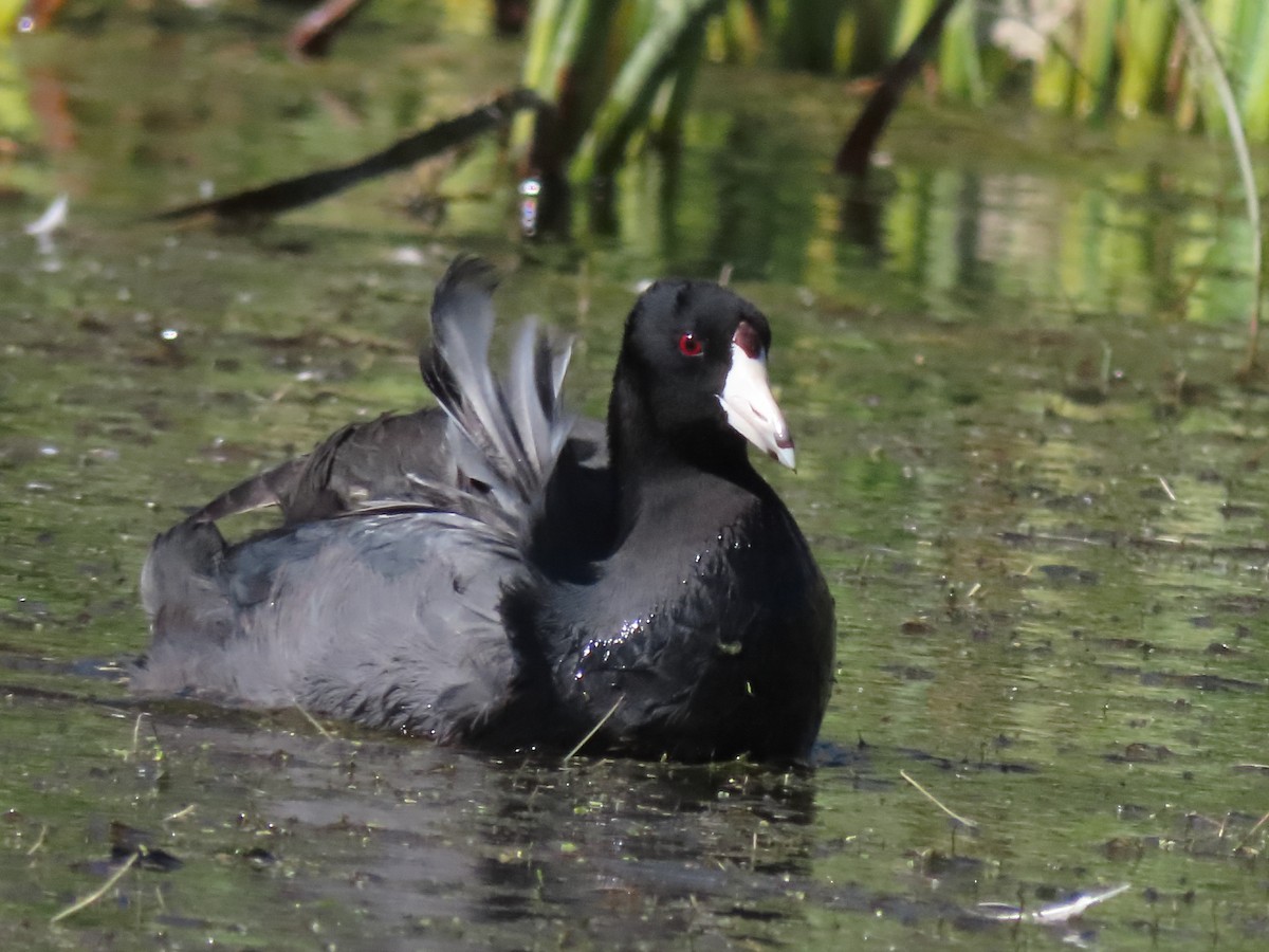 American Coot - ML370970541