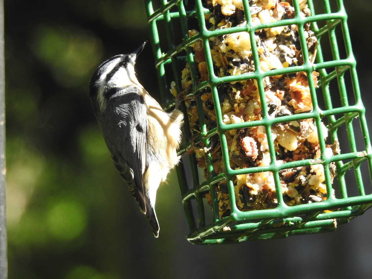 Red-breasted Nuthatch - Cindy Burley