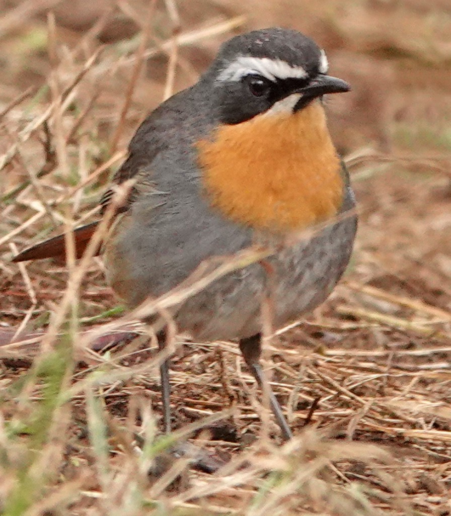 Cape Robin-Chat - ML370972601