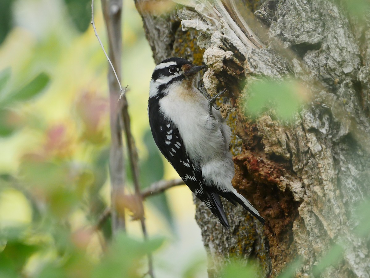 Downy Woodpecker (Rocky Mts.) - Mike Malmquist