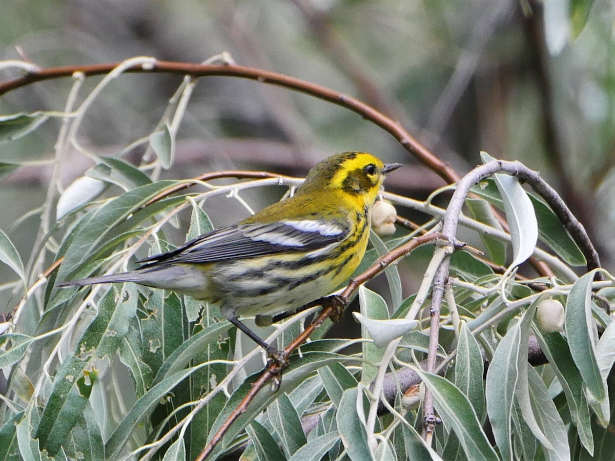 Townsend's Warbler - Mike Malmquist