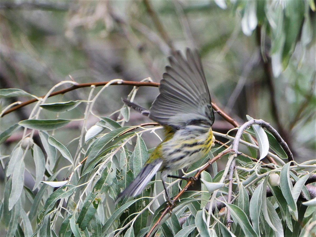 Townsend's Warbler - Mike Malmquist