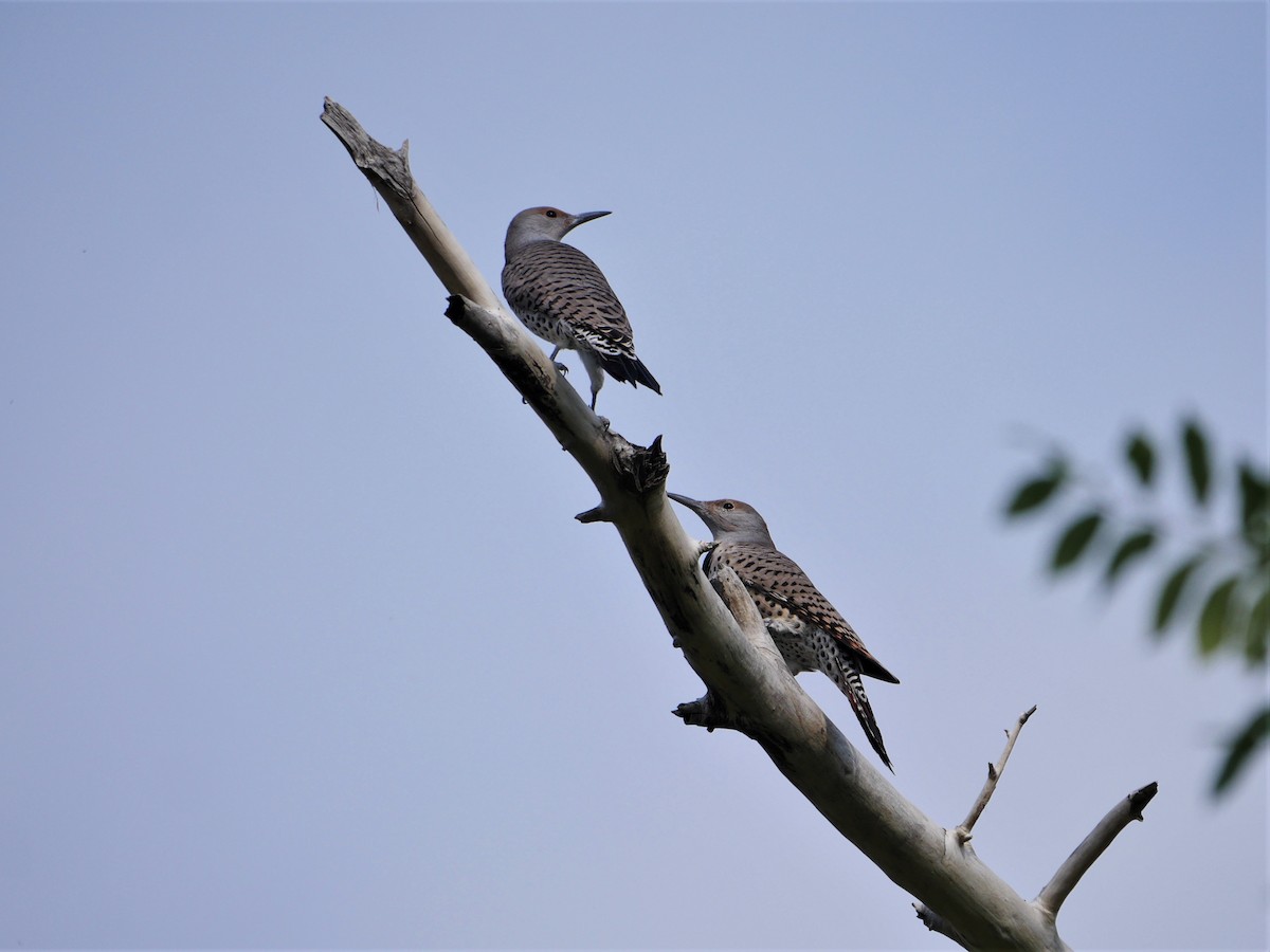 Northern Flicker (Red-shafted) - ML370973541