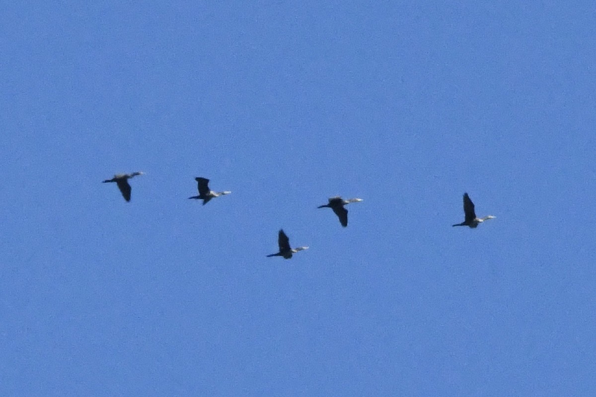 Double-crested Cormorant - ML370975331