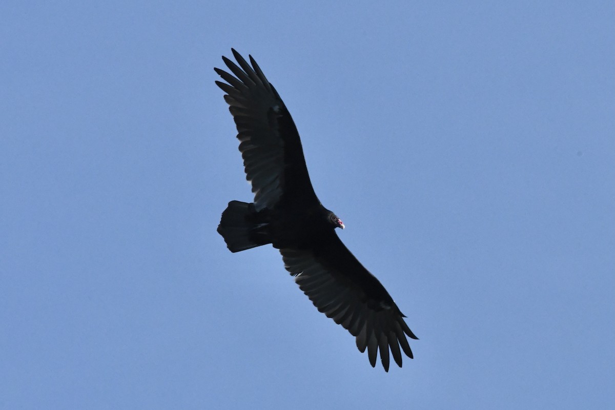 Turkey Vulture - ML370975361
