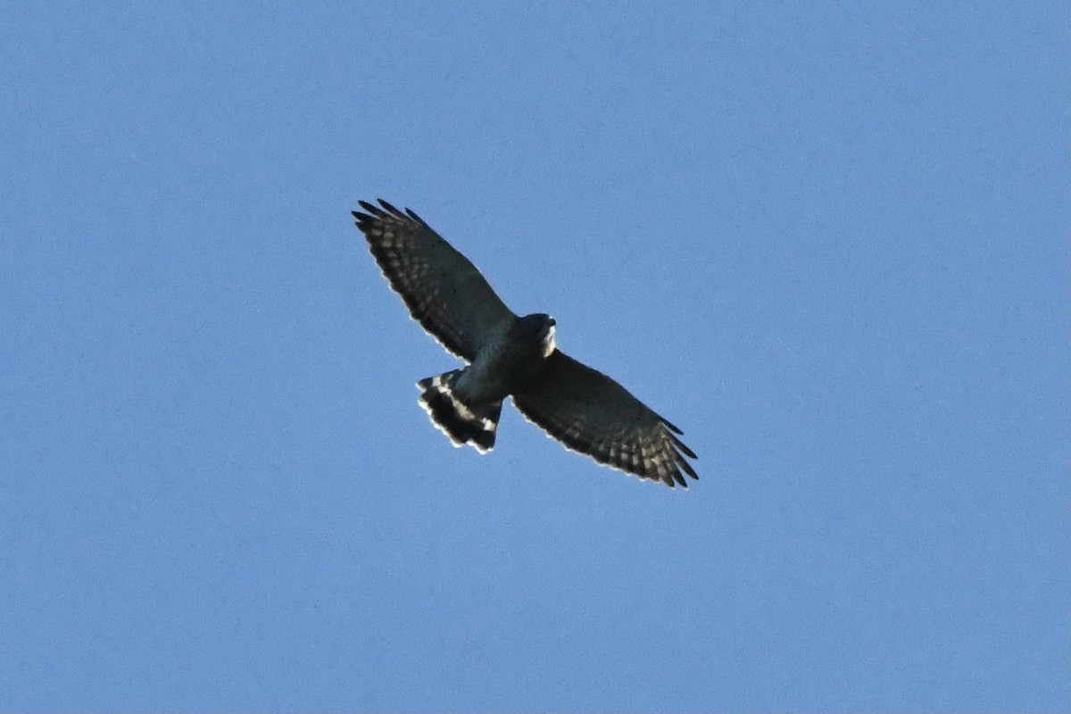 Broad-winged Hawk - ML370975451