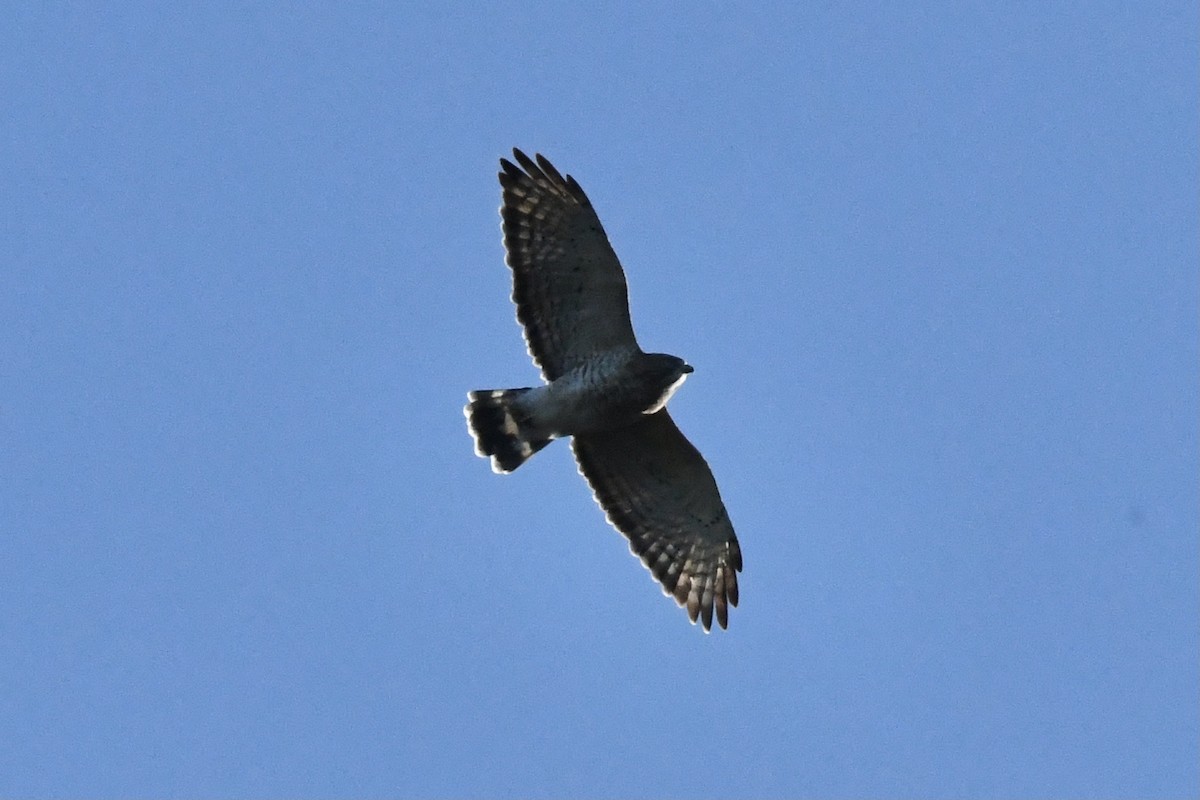 Broad-winged Hawk - ML370975471