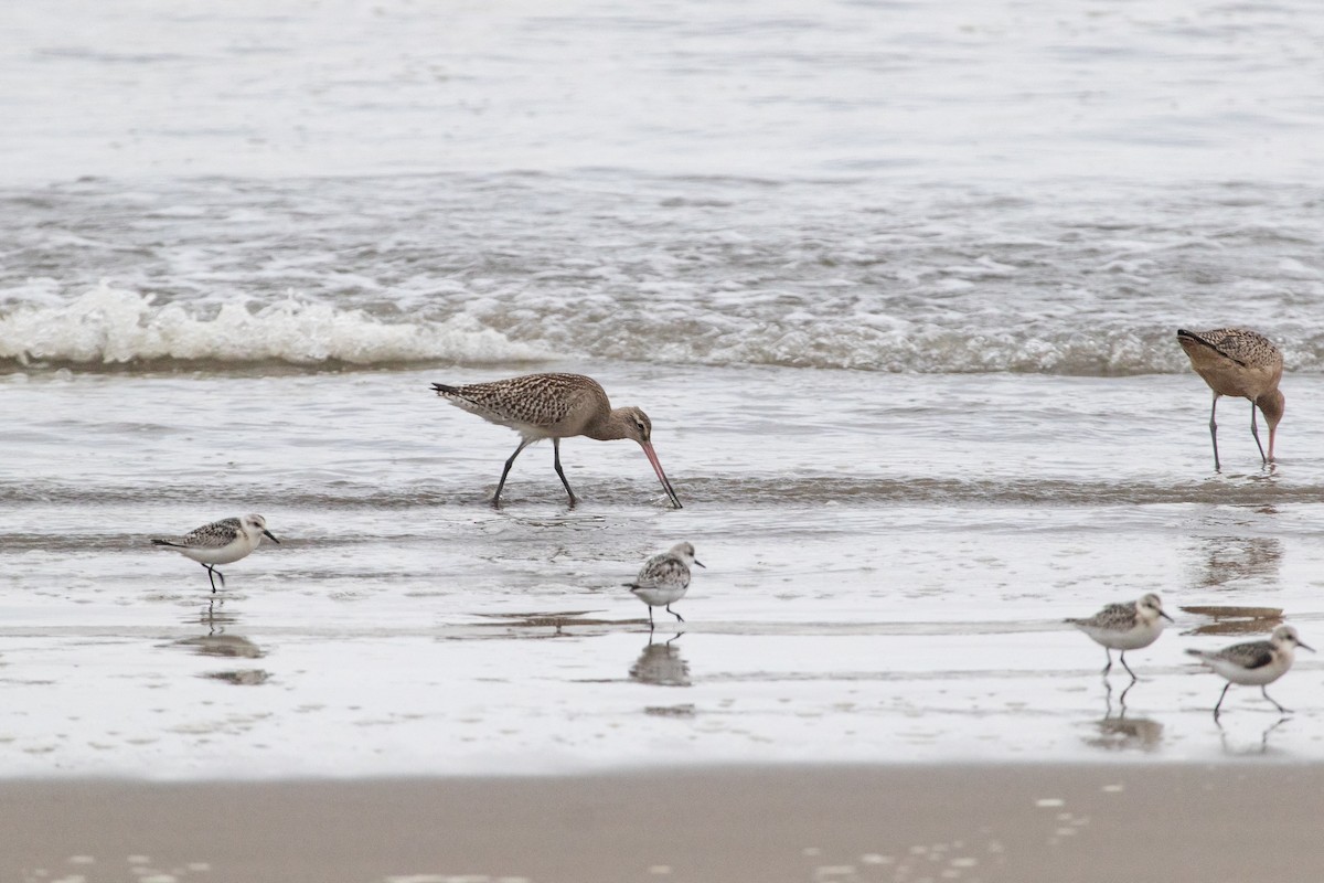 Bar-tailed Godwit - Erik Enbody