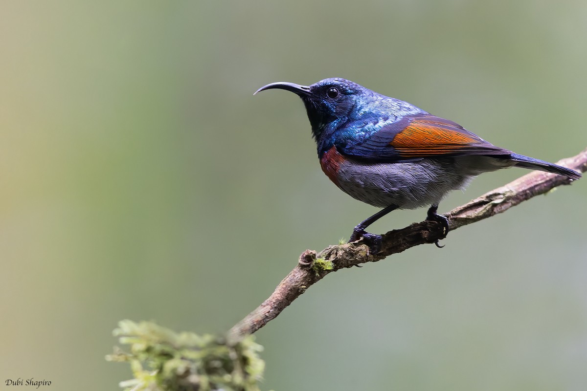 Rufous-winged Sunbird - ML370978101