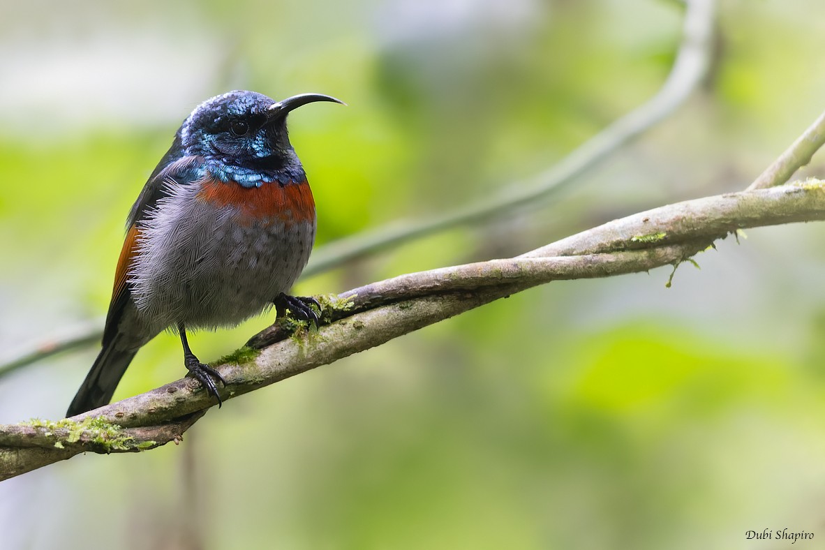 Rufous-winged Sunbird - ML370978201