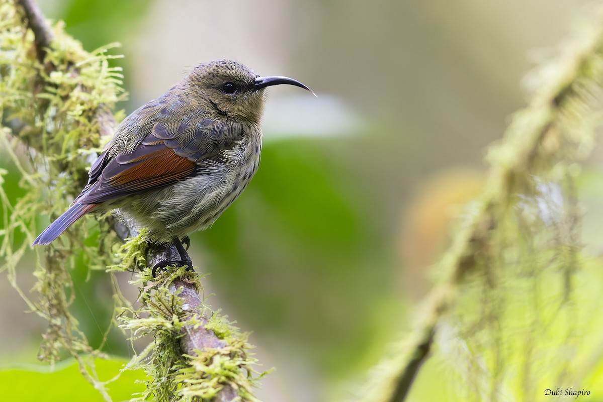 Rufous-winged Sunbird - ML370978241