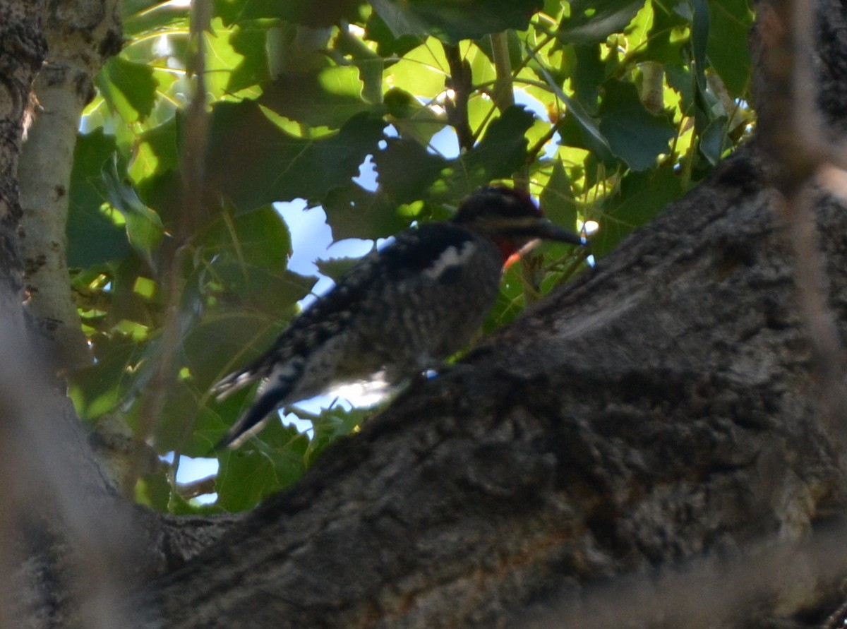 Red-naped Sapsucker - ML370979141