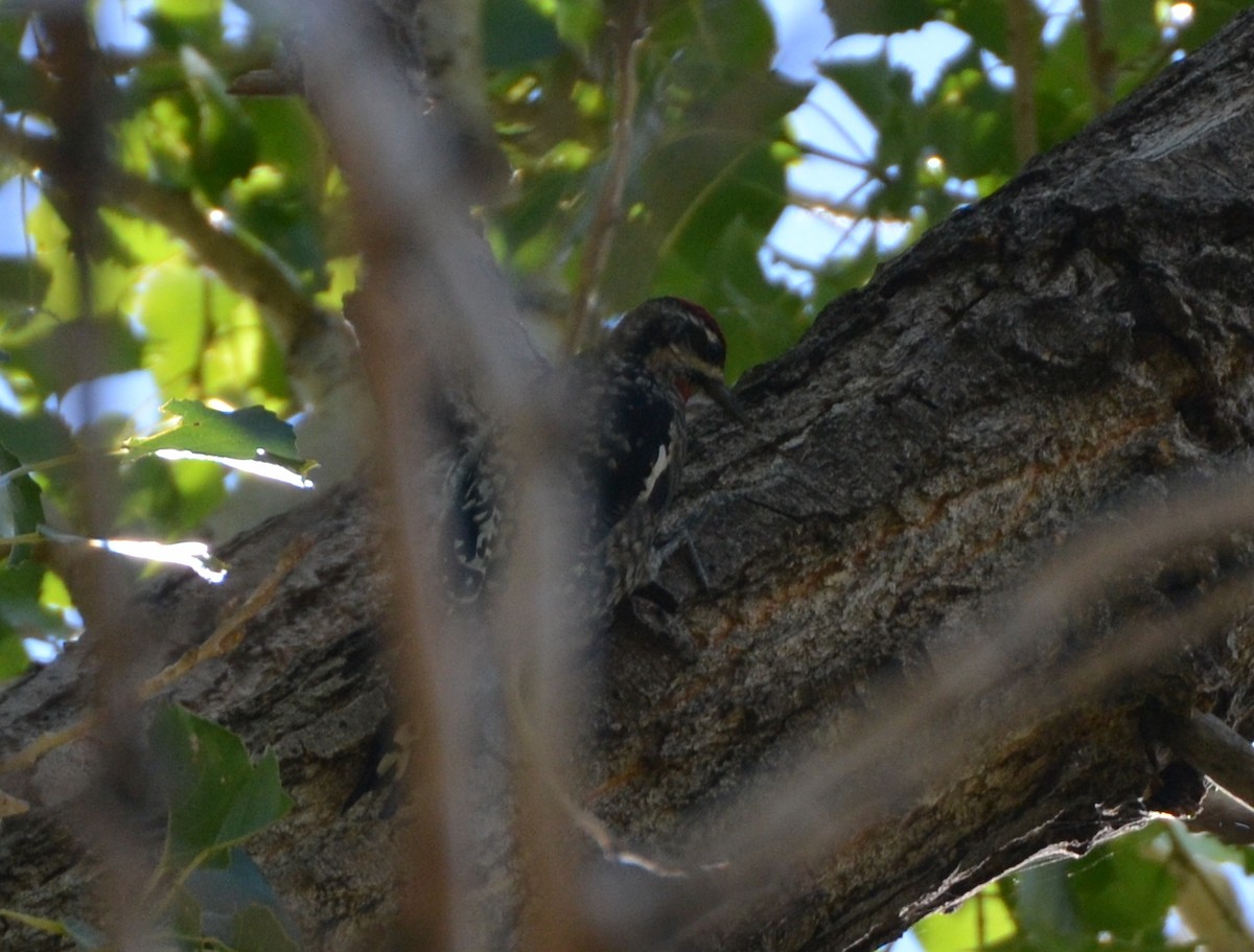 Red-naped Sapsucker - ML370979151